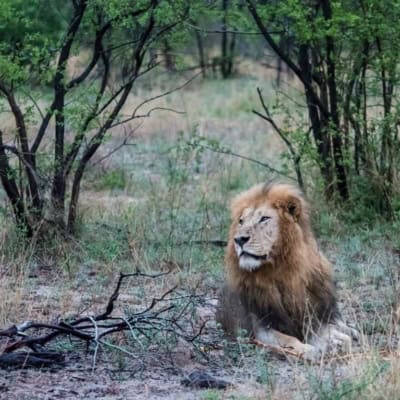 male lion sighting at elephant plains