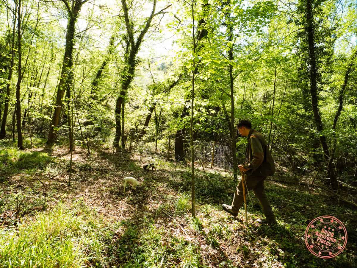 mattia truffle hunting activity in tuscany