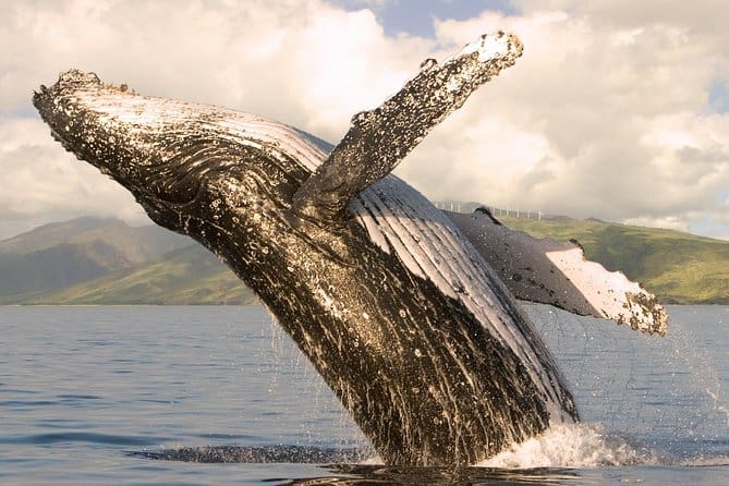 maui whale watching from lahaina excursion