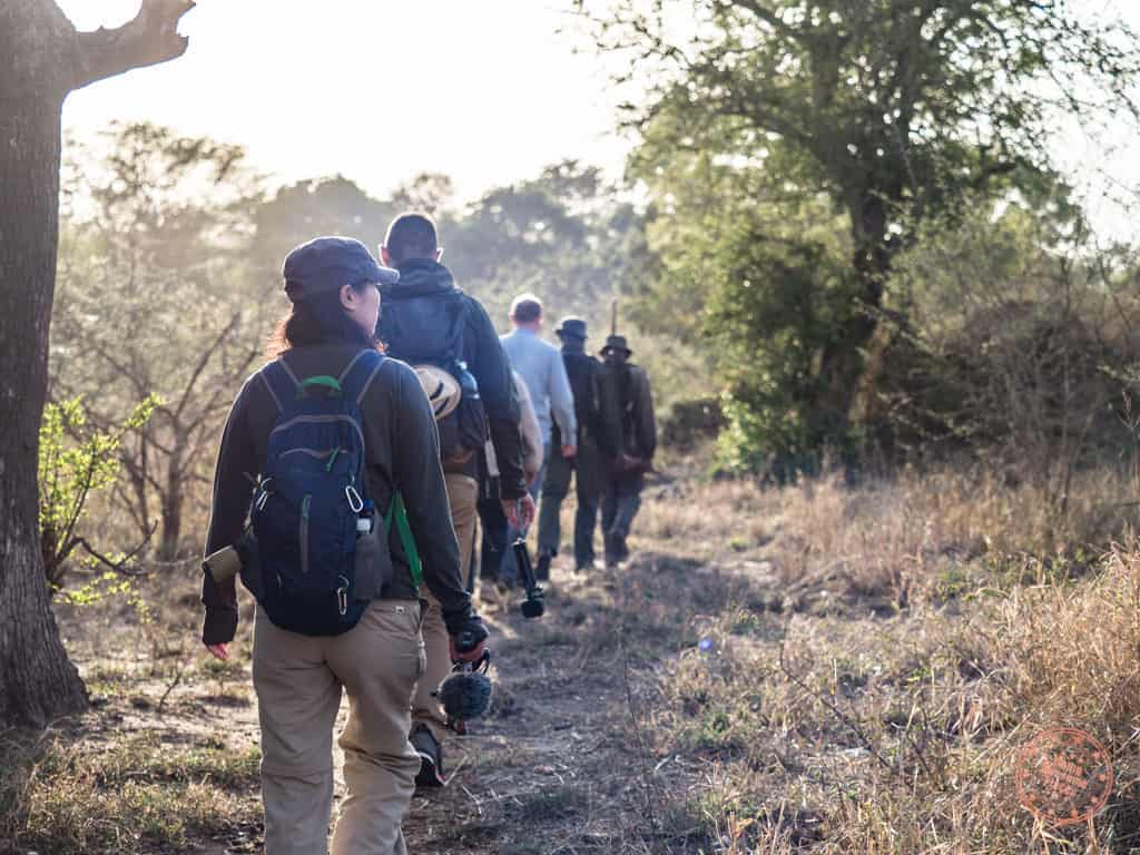 how to plan a safari in south africa morning bush walk at kruger national park from lower sabie camp