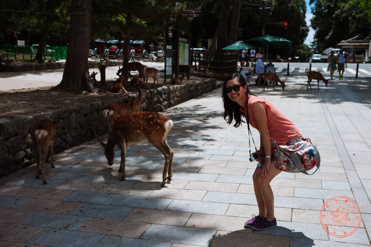 hanging with the deer at nara park