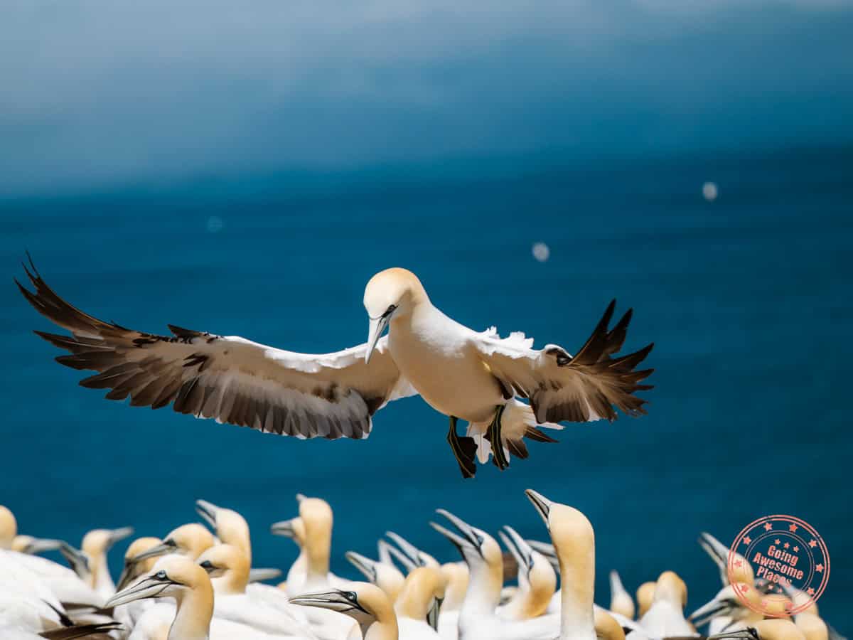 northern gannet landing in the birding colony