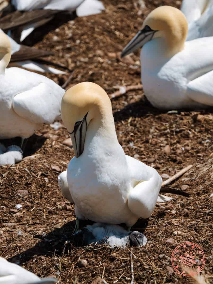 northern gannet with baby underneath