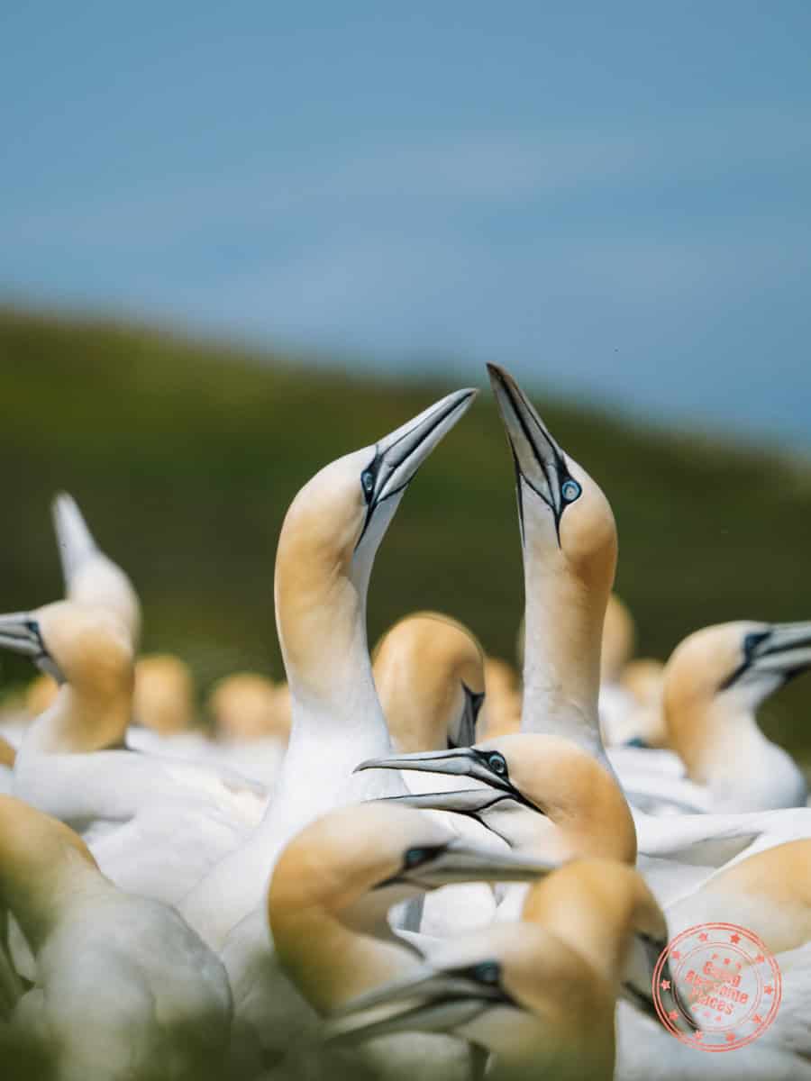 northern gannets fencing on bonaventure island
