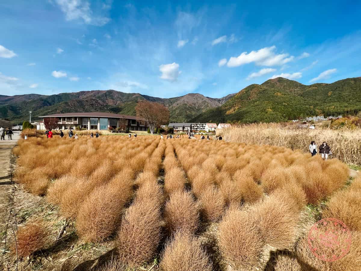 oishi park walking path