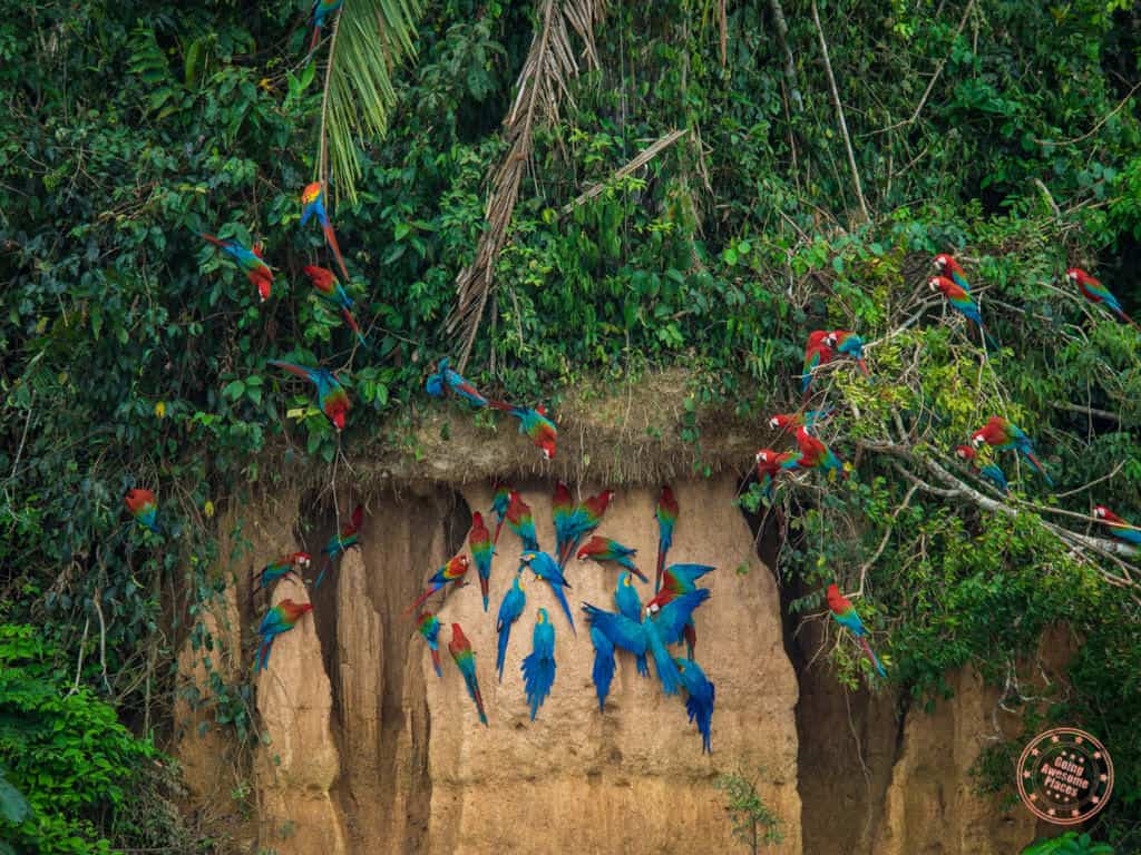 peru amazon clay lick experience at refugio amazonas in ultimate peru amazon jungle planning guide