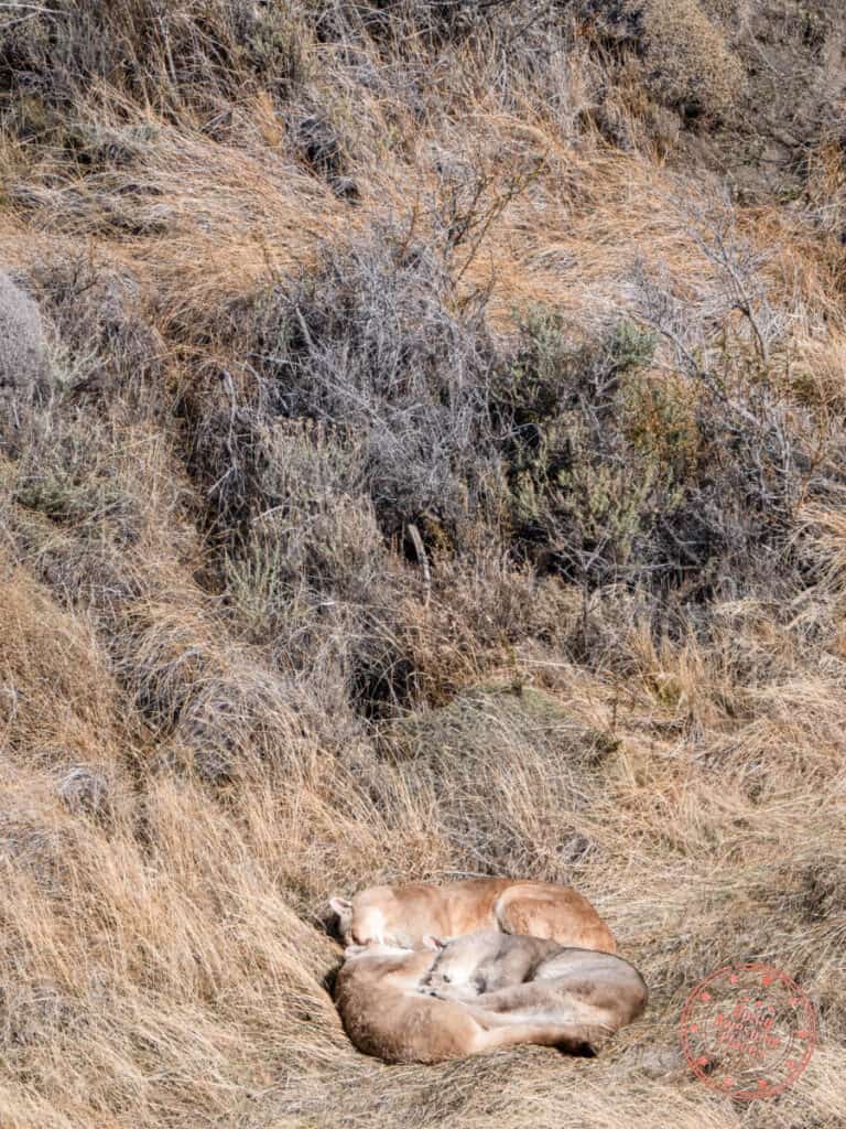 puma tracking with blinka and her cubs