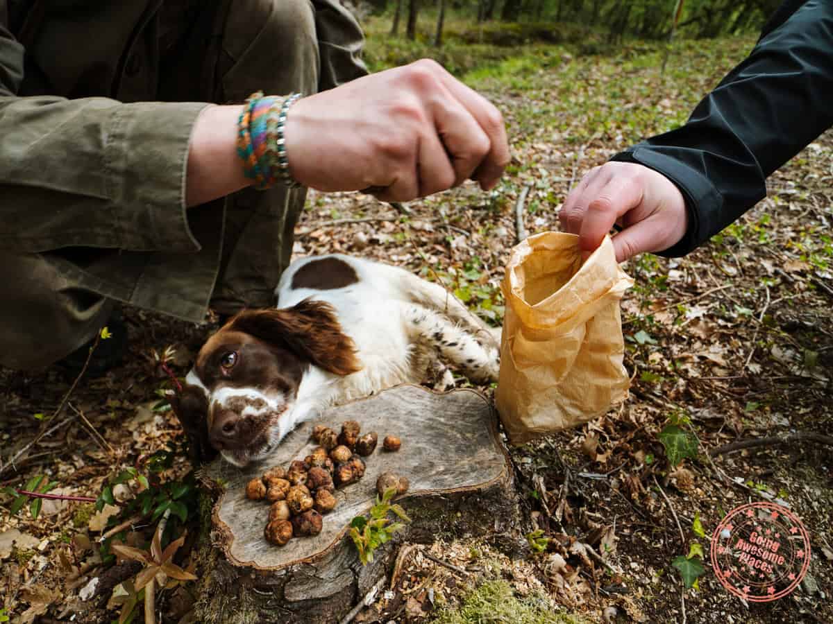 putting truffles in bag after hunt with oressea