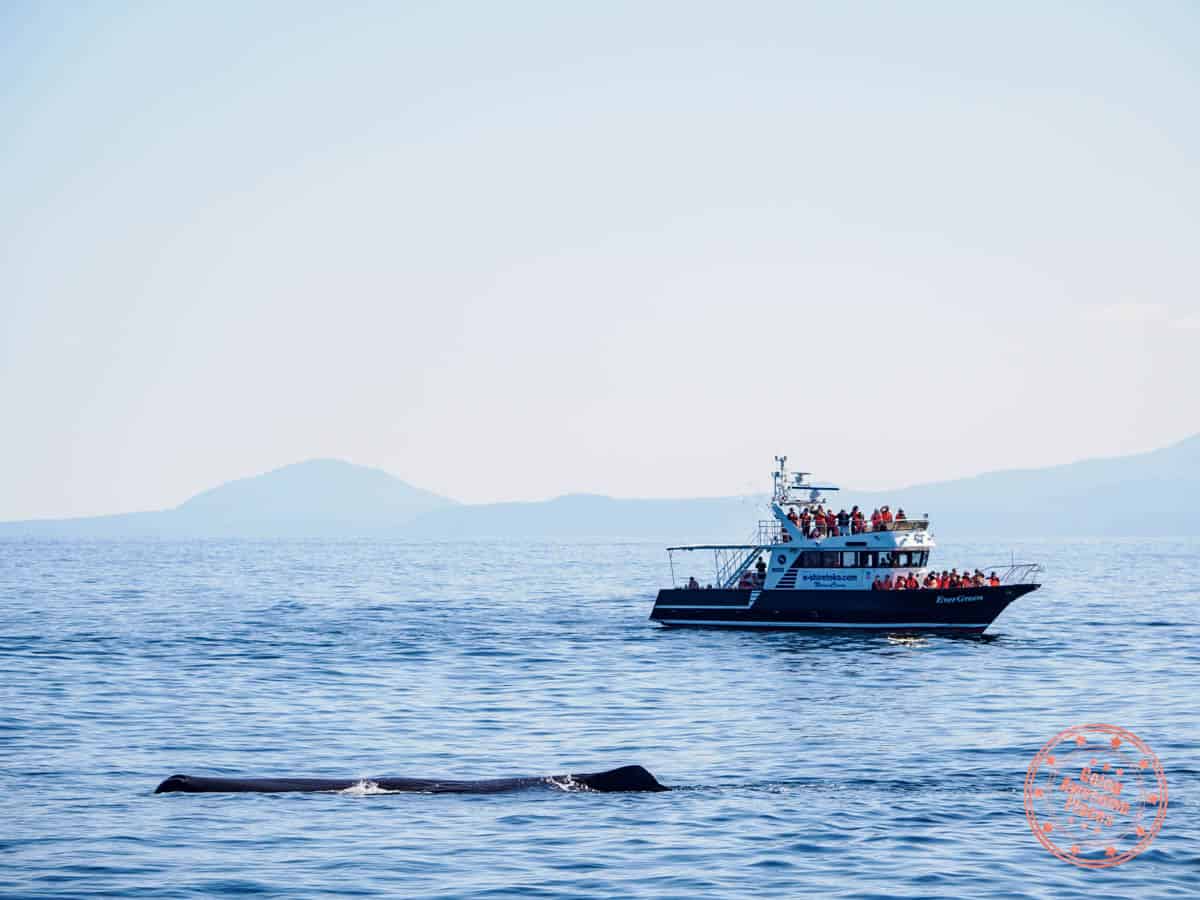 rausu whale watching cruise and sperm whale sighting