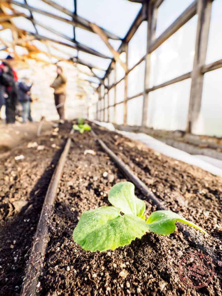 regenerative kitchen garden hotel las torres