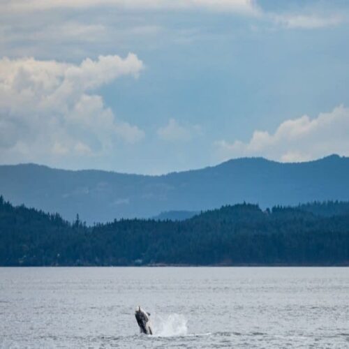 whale watching in richmond bc