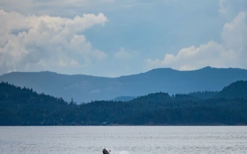 whale watching in richmond bc