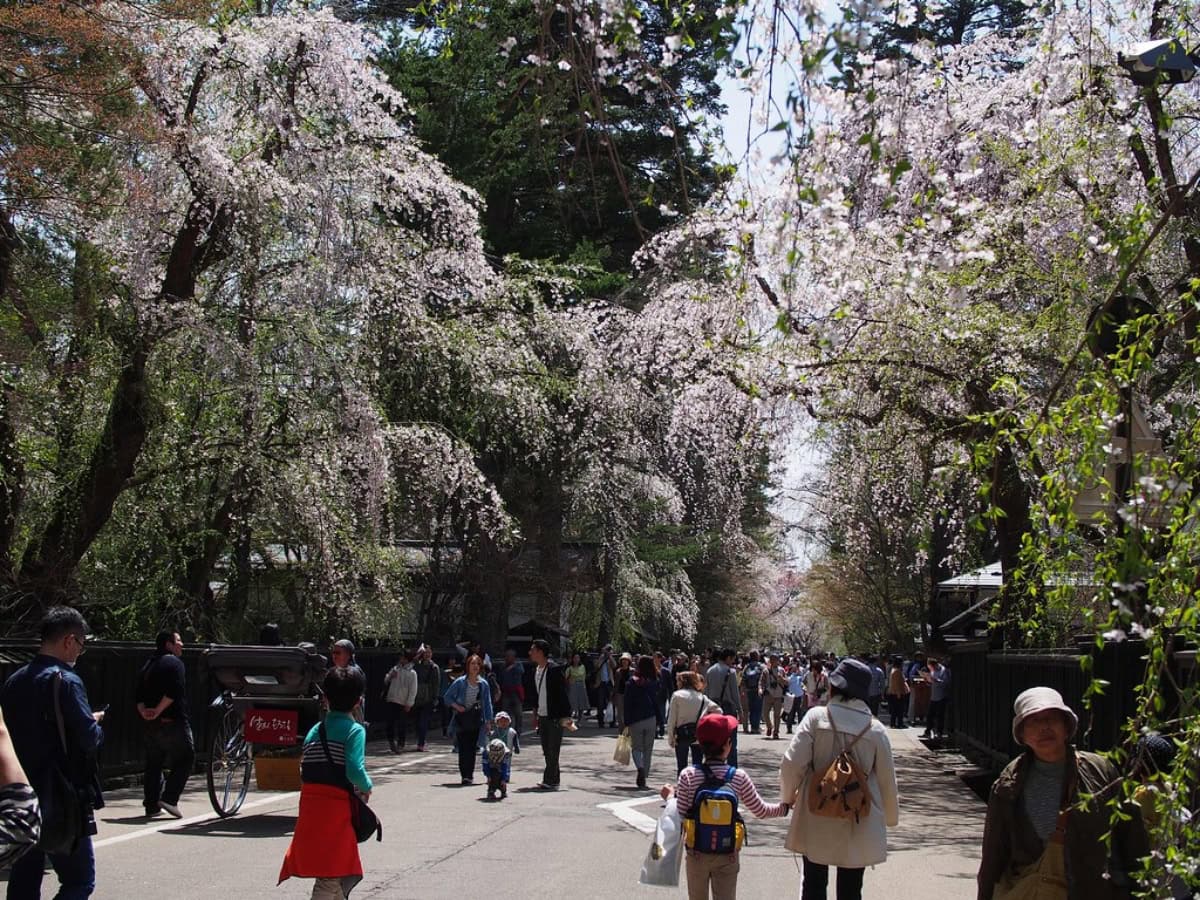 weeping cherry trees in bloom in the old samurai district of kakunodate