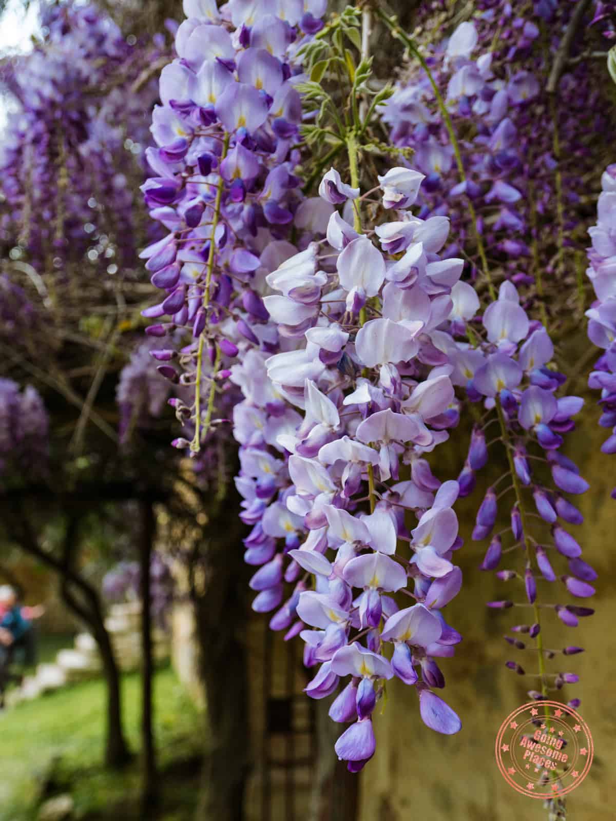 san gimignano wisteria flowers