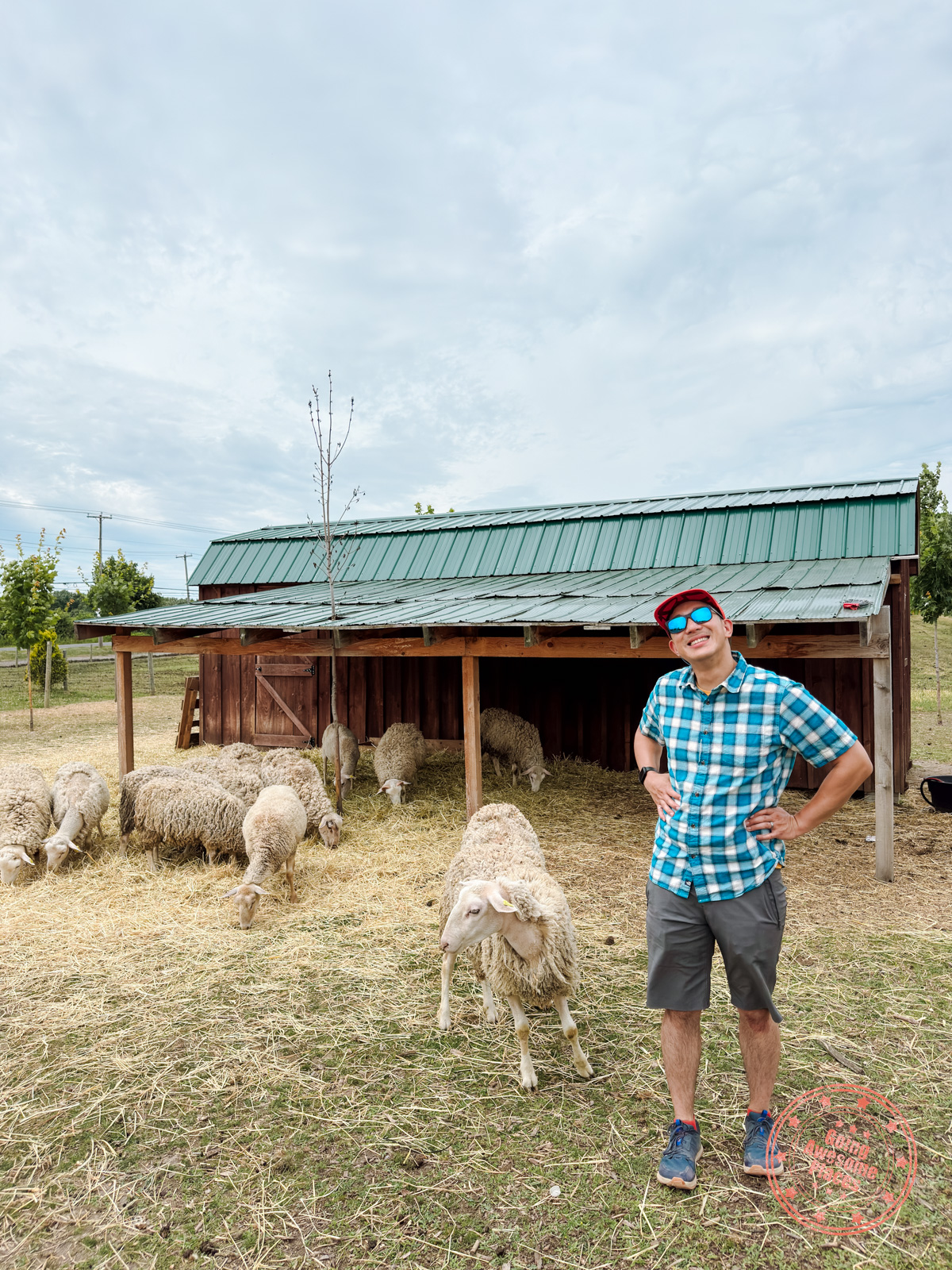 sheep farm at agneaux de laval