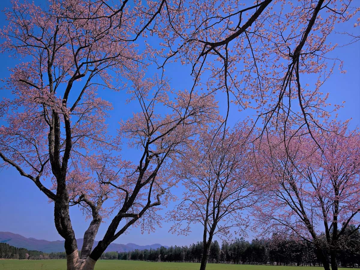 shizunai cherry blossom festival