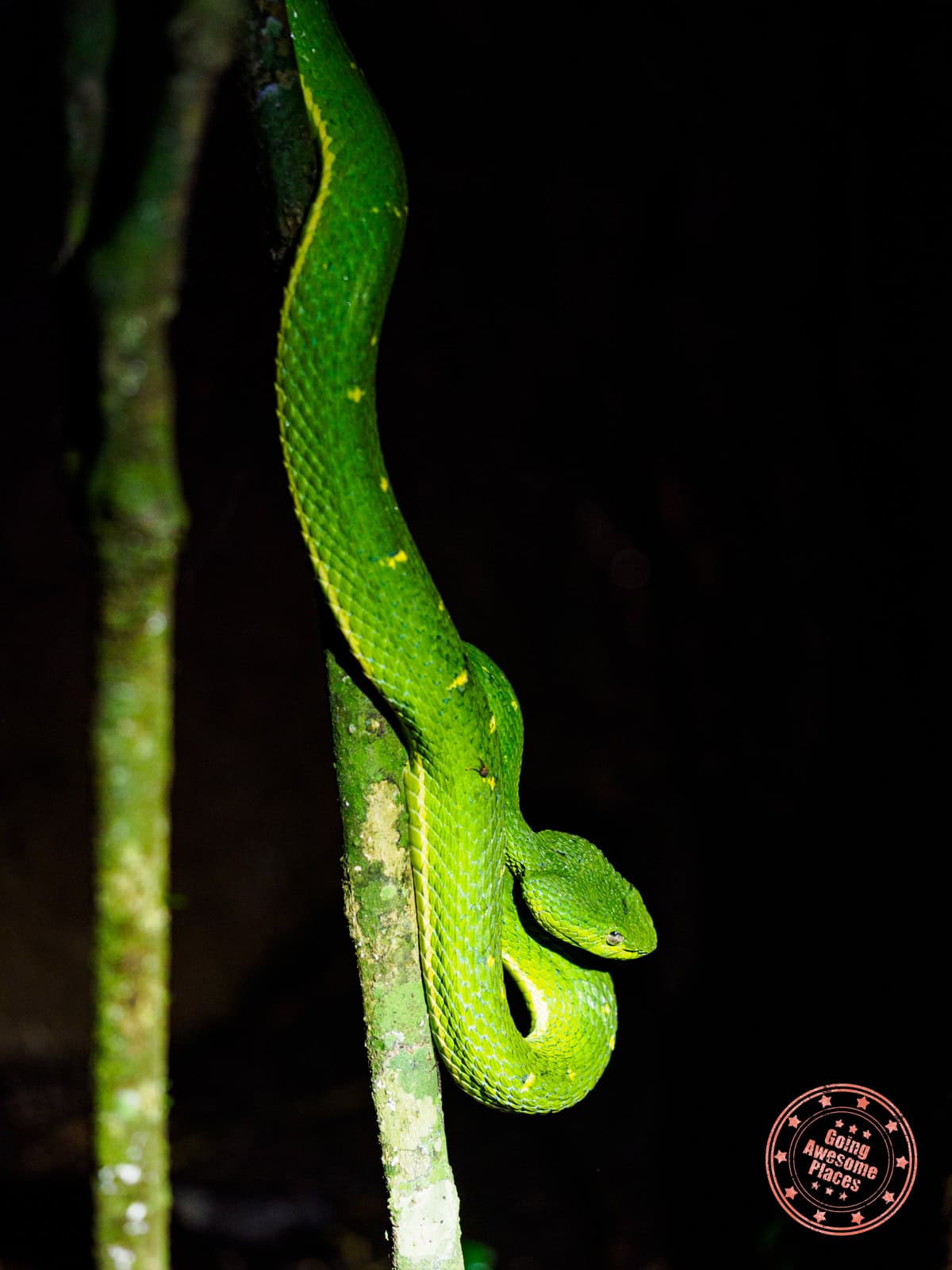 side striped palm bit viper at monteverde wildlife refuge