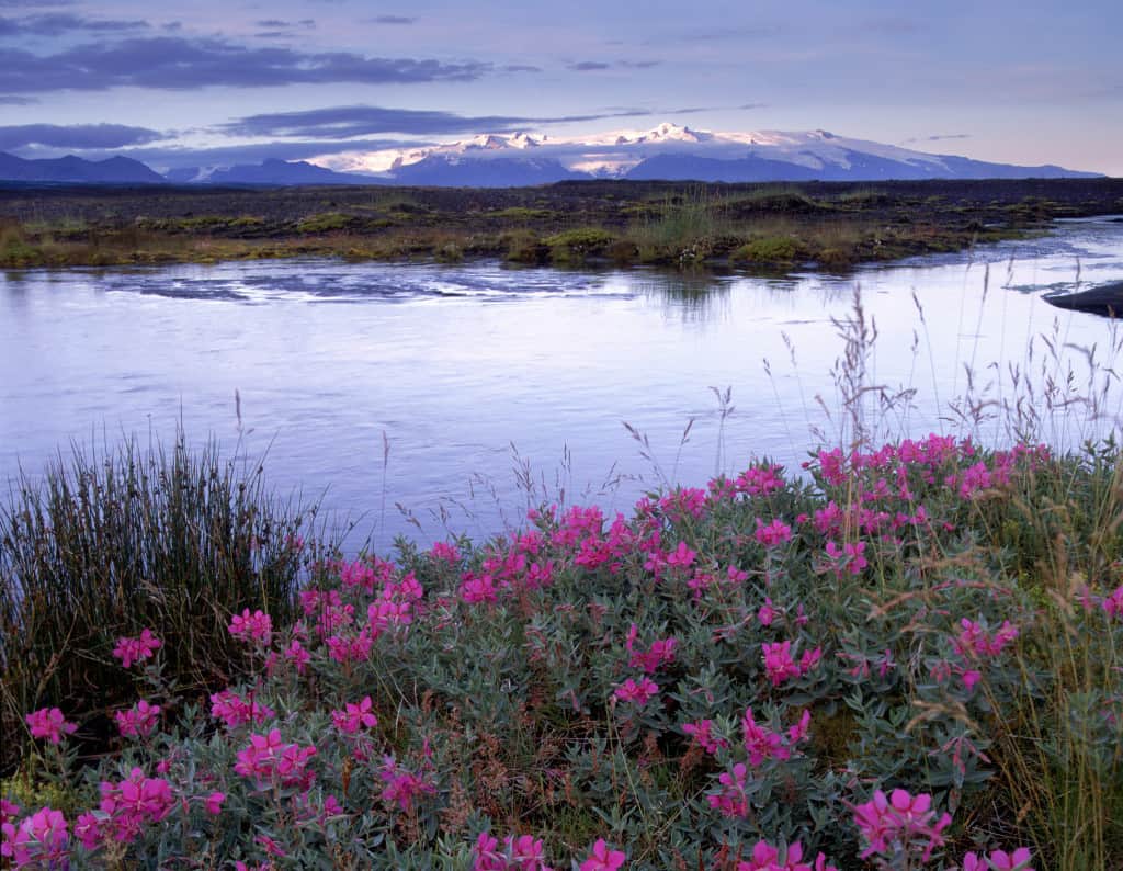 wild flowers and ice capped mountains of skaftafell in iceland 6 day itinerary