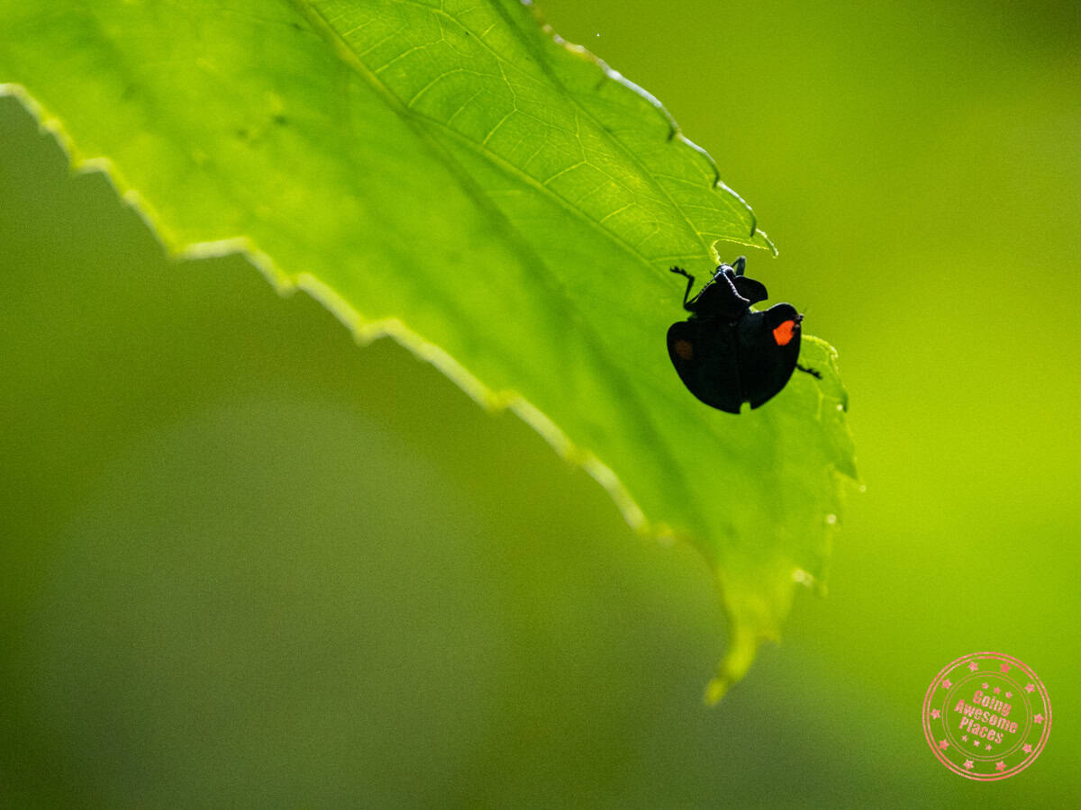 soldier helmet beetle in monteverde cloud forest reserve