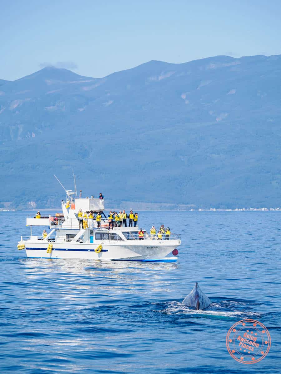 sperm whale in whale watching cruise  in shiretoko far east hokkaido
