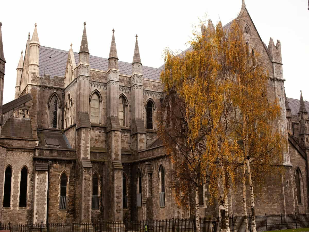 tree outside st. patrick's cathedral