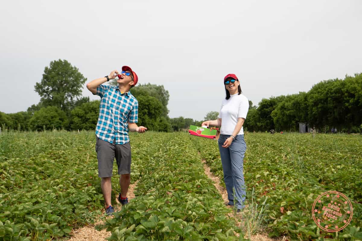 asian couple having strawberry picking fun at ferme marineau