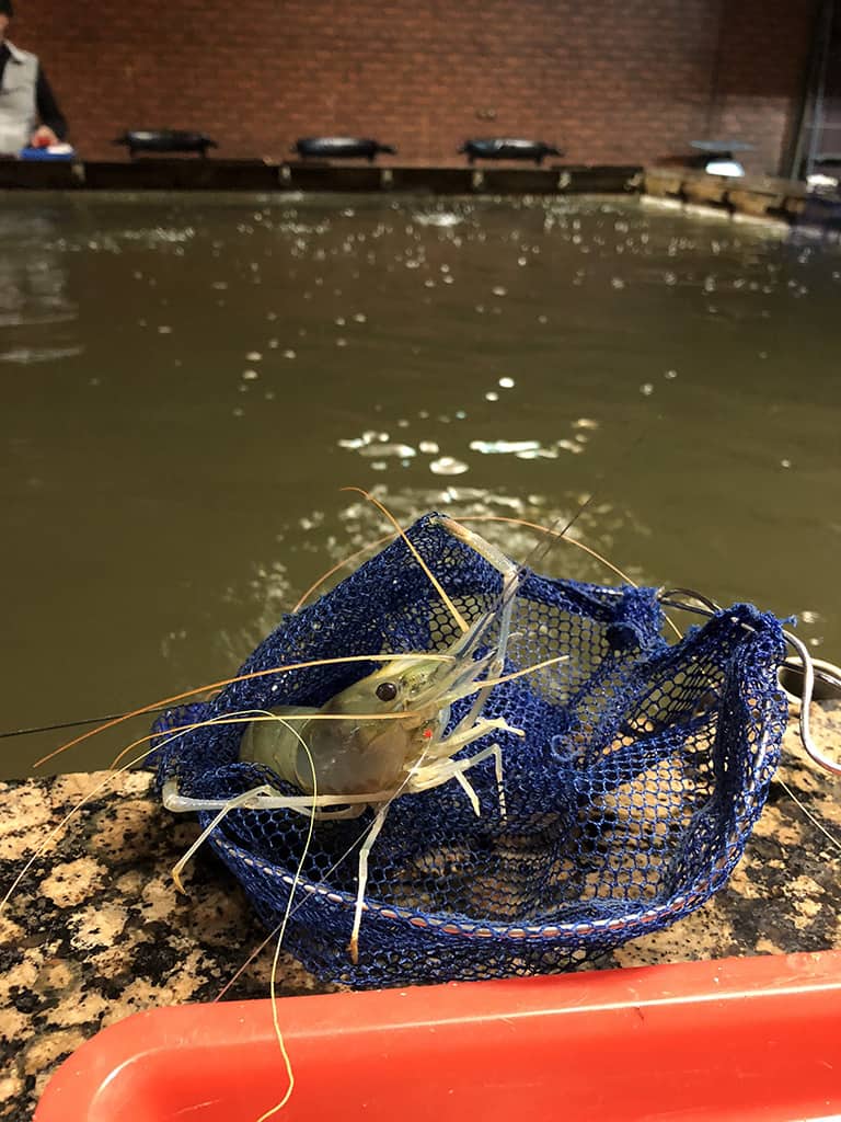 Prawn Fishing Catch