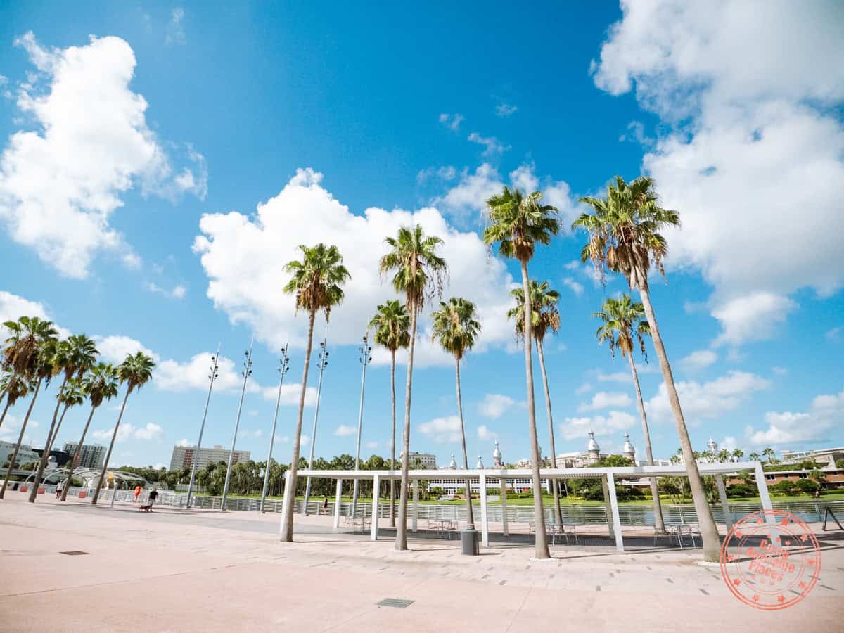 tampa riverwalk palm trees