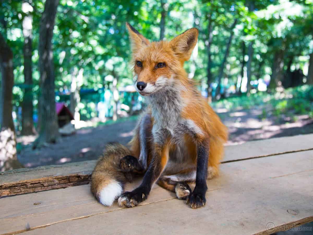 fox lounging close by at the zao fox village