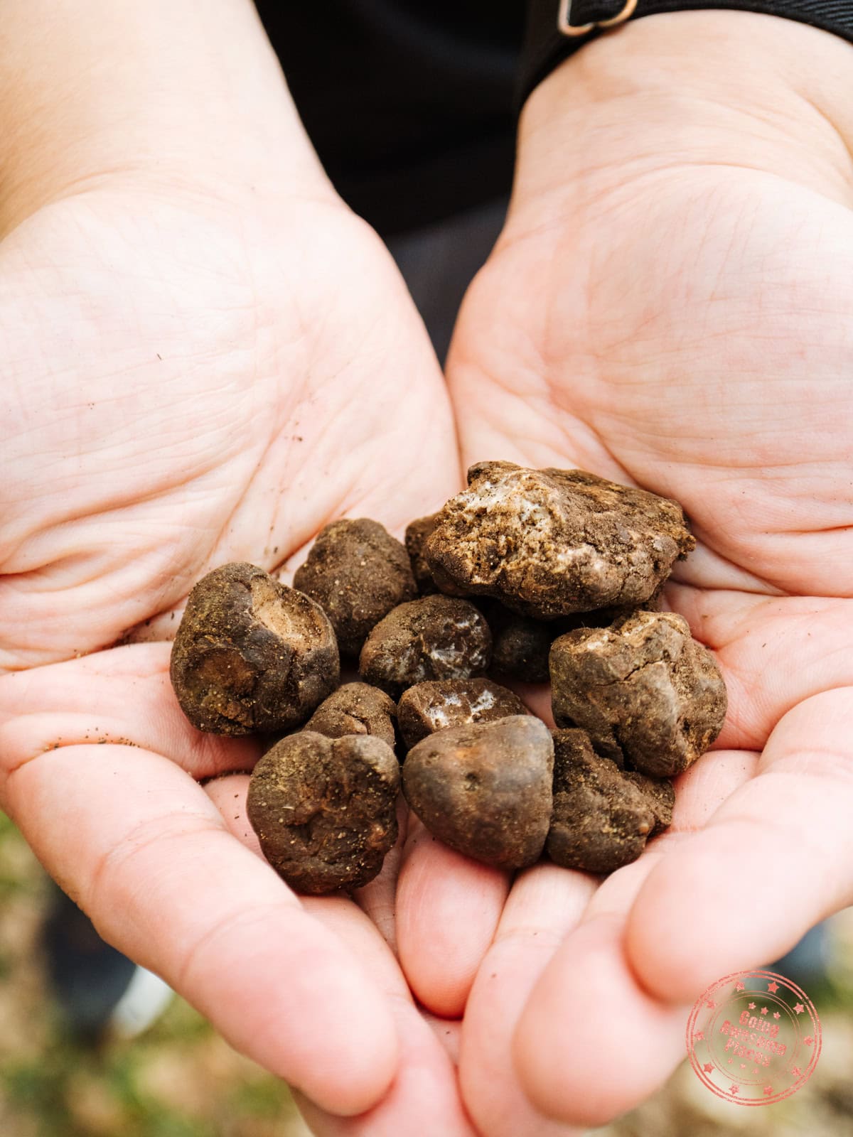truffles dug up with mattia oressea