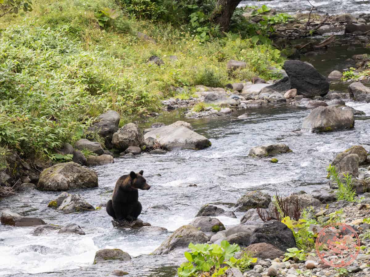 ussuri brown bear sighting on shiretoko peninsula