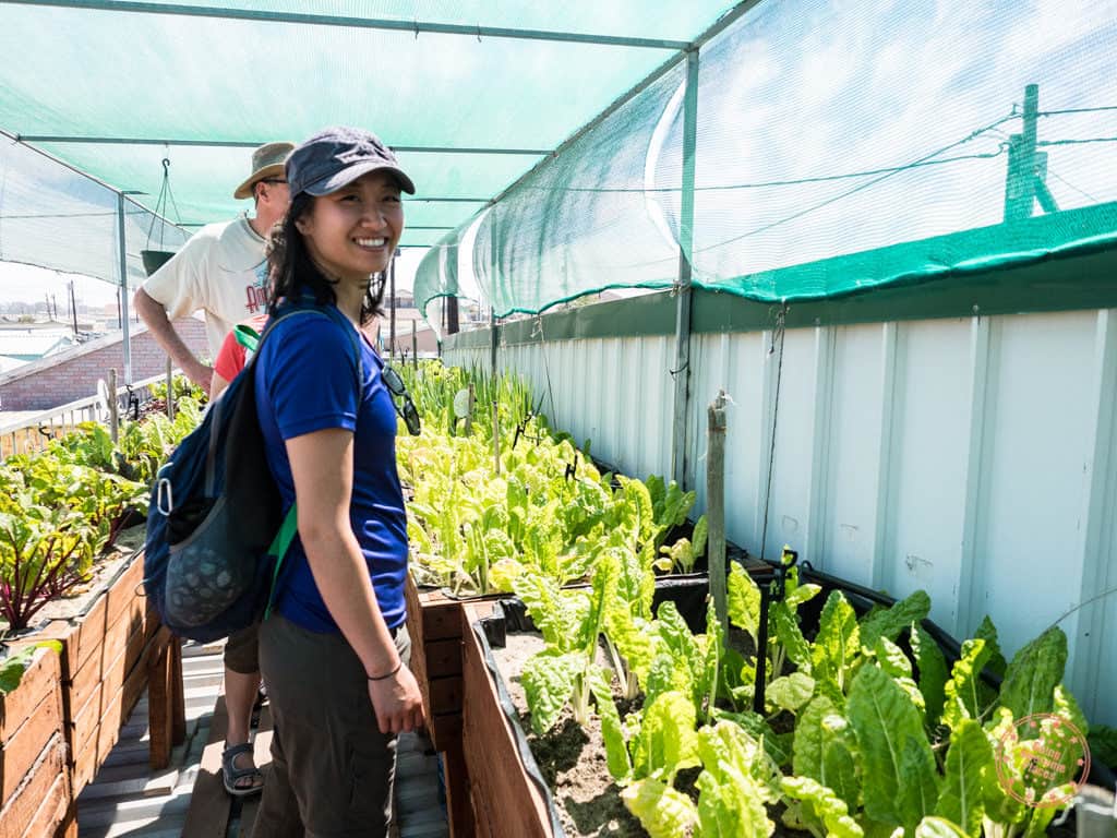 uthando township tour from south africa rooftop garden in khayelitsha