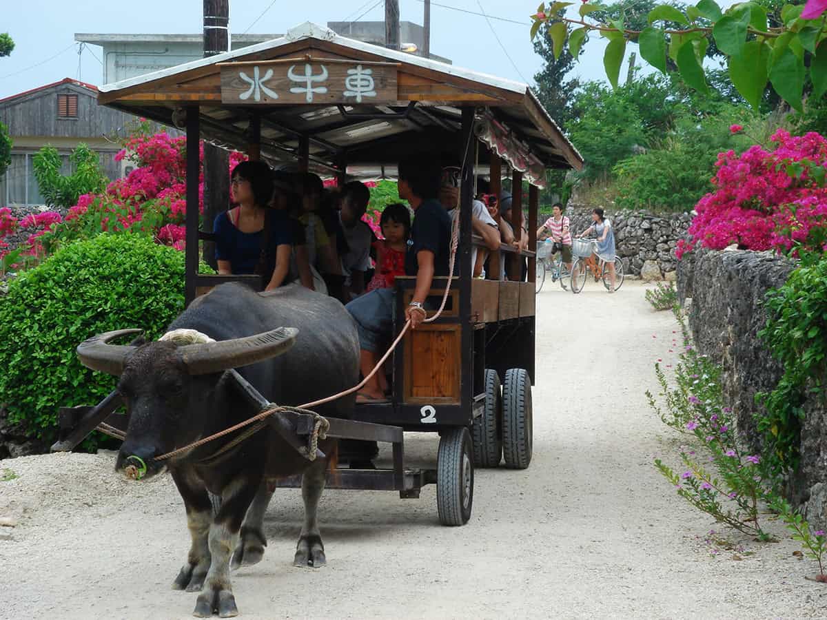 water buffalo taxi on taketomi island