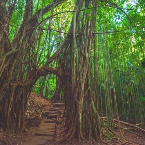 waterfalls oahu hike featured