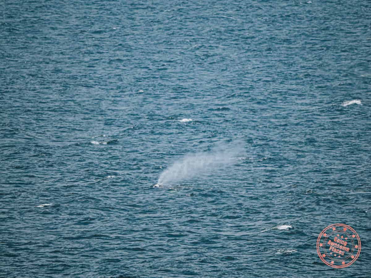 whale blowhole spotted in gaspe bay from forillon national park
