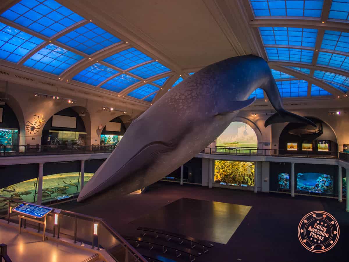 life-size statue of whale display at american museum of natural history
