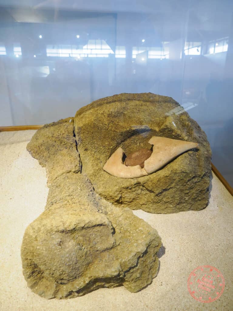 authentic white coral eye of the moai in the rapa nui museum
