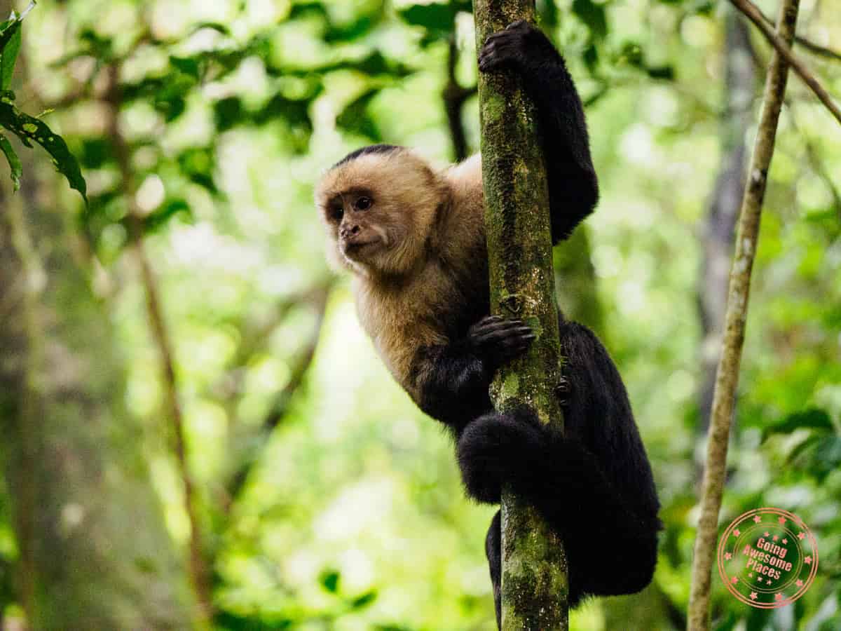 white faced monkey in curi cancha reserve
