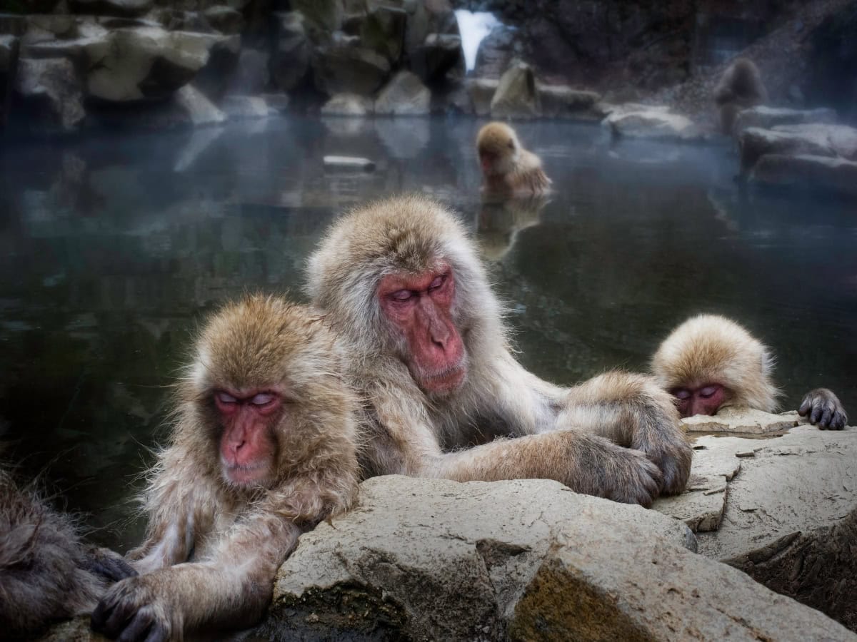snow monkeys peacefully sleeping in yamanouchi hot spring