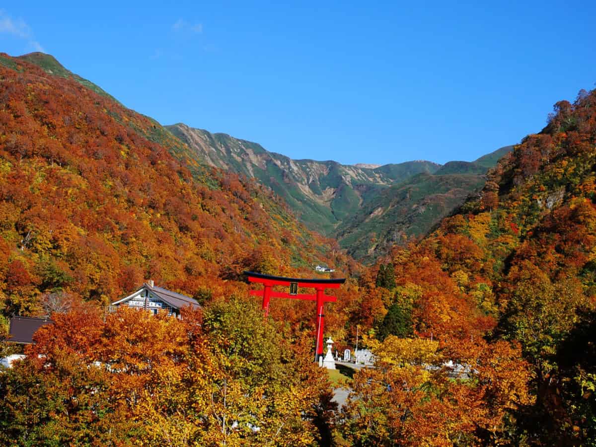 distant view of the torii gate entrance to yudonosan shrine amongst fall colored trees